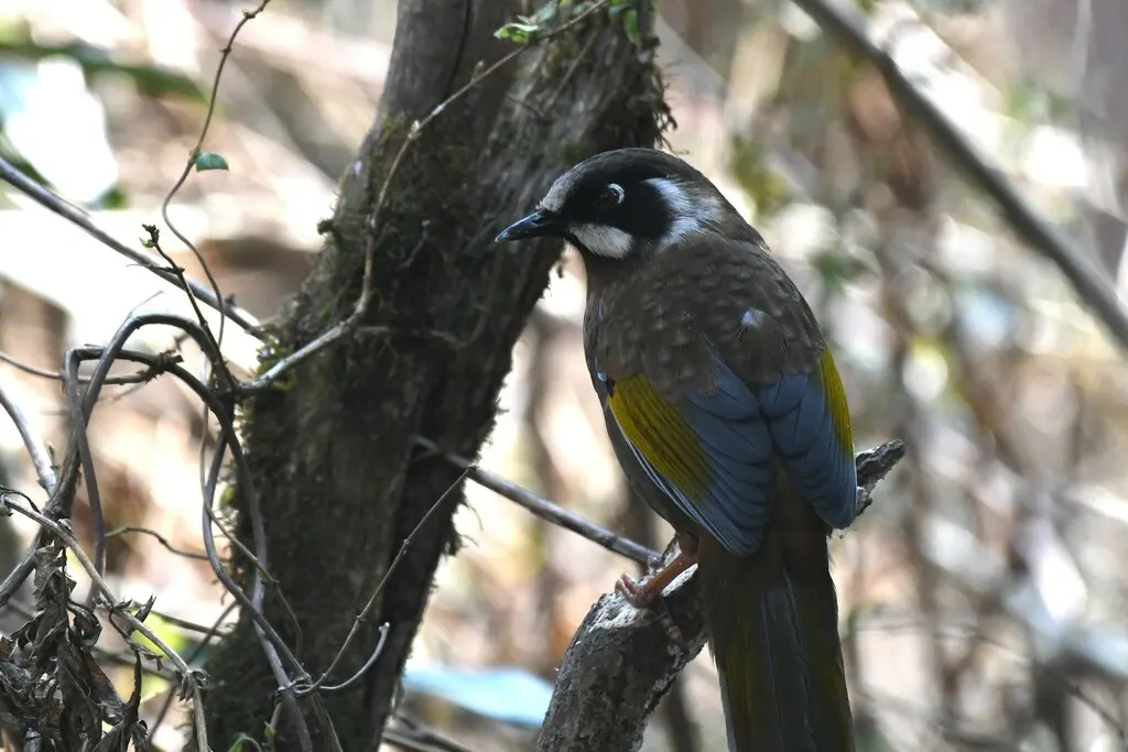 黑顶噪鹛（Trochalopteron affine）
