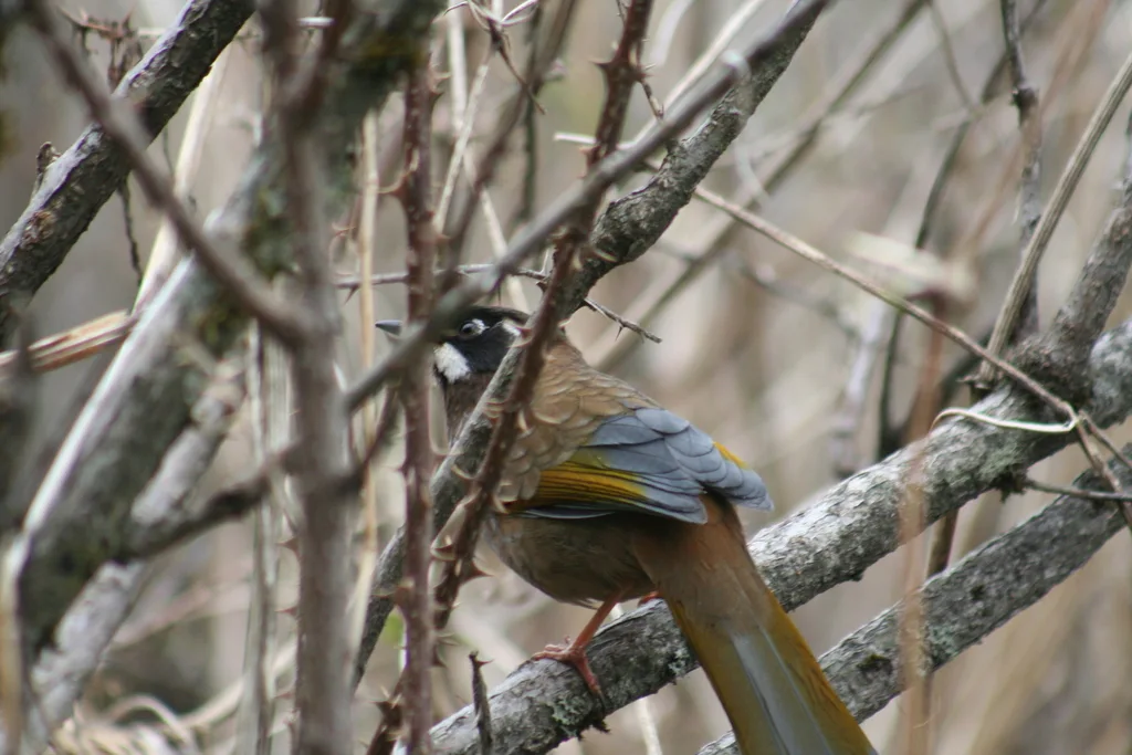 黑顶噪鹛（Trochalopteron affine）