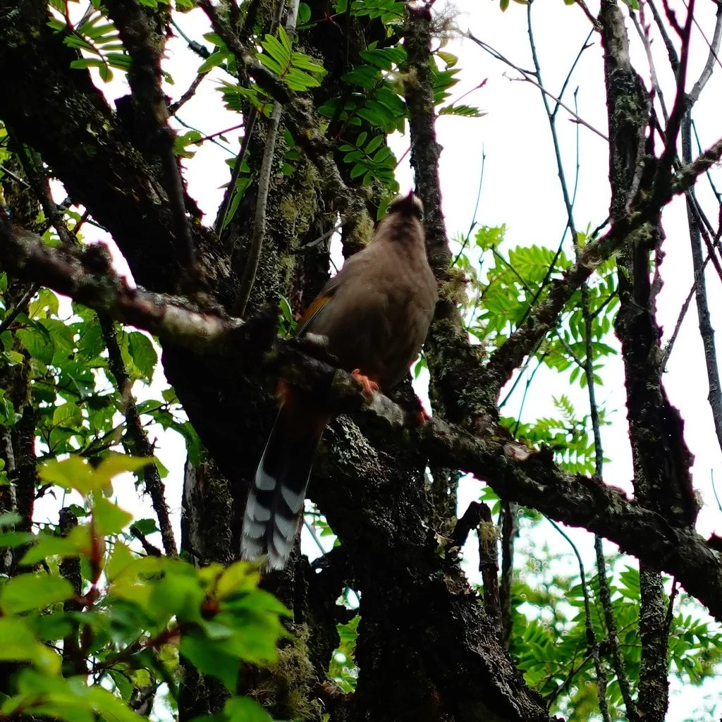 橙翅噪鹛(Trochalopteron elliotii)
