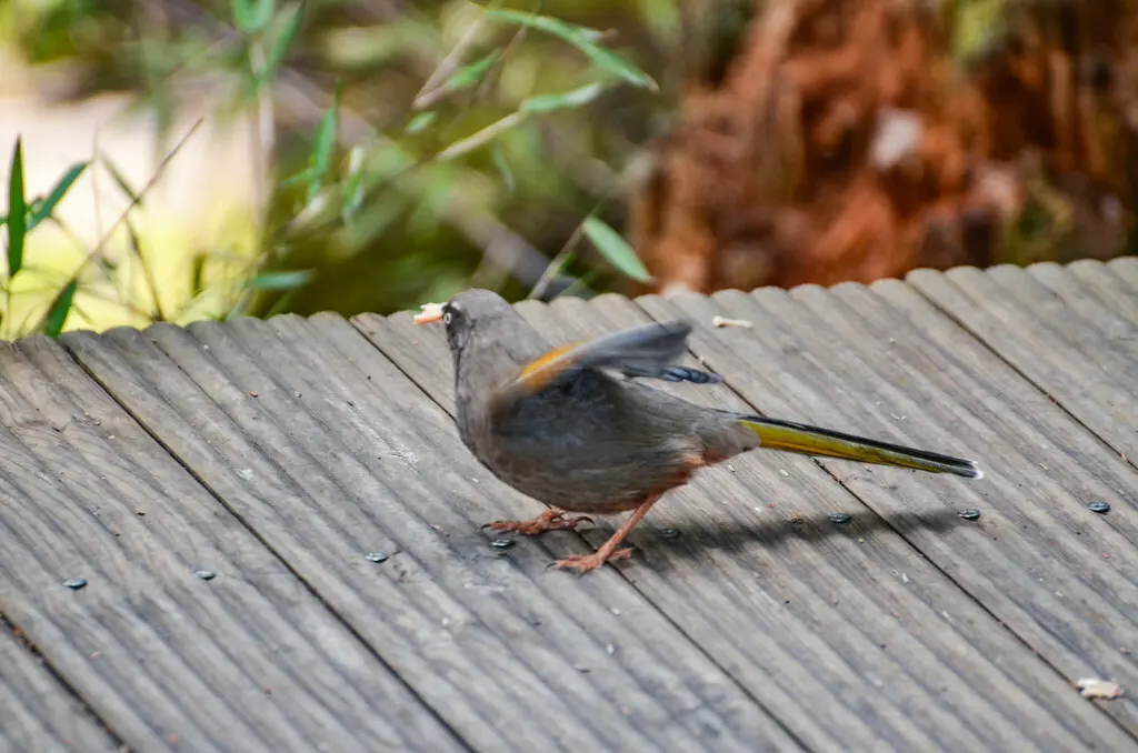 橙翅噪鹛(Trochalopteron elliotii)