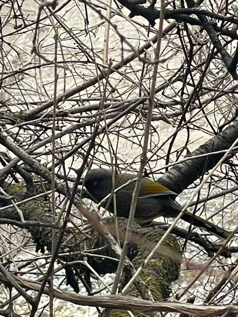 橙翅噪鹛(Trochalopteron elliotii)