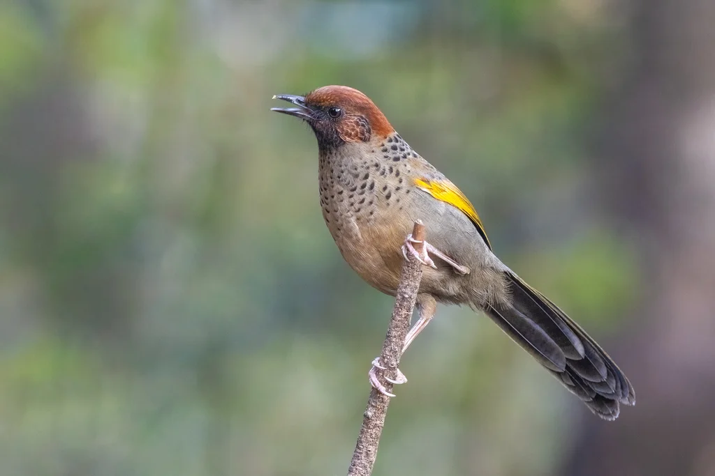 红头噪鹛(Trochalopteron erythrocephalum)