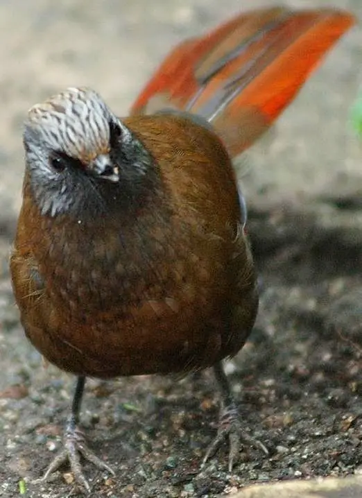 丽色噪鹛（Trochalopteron formosum）