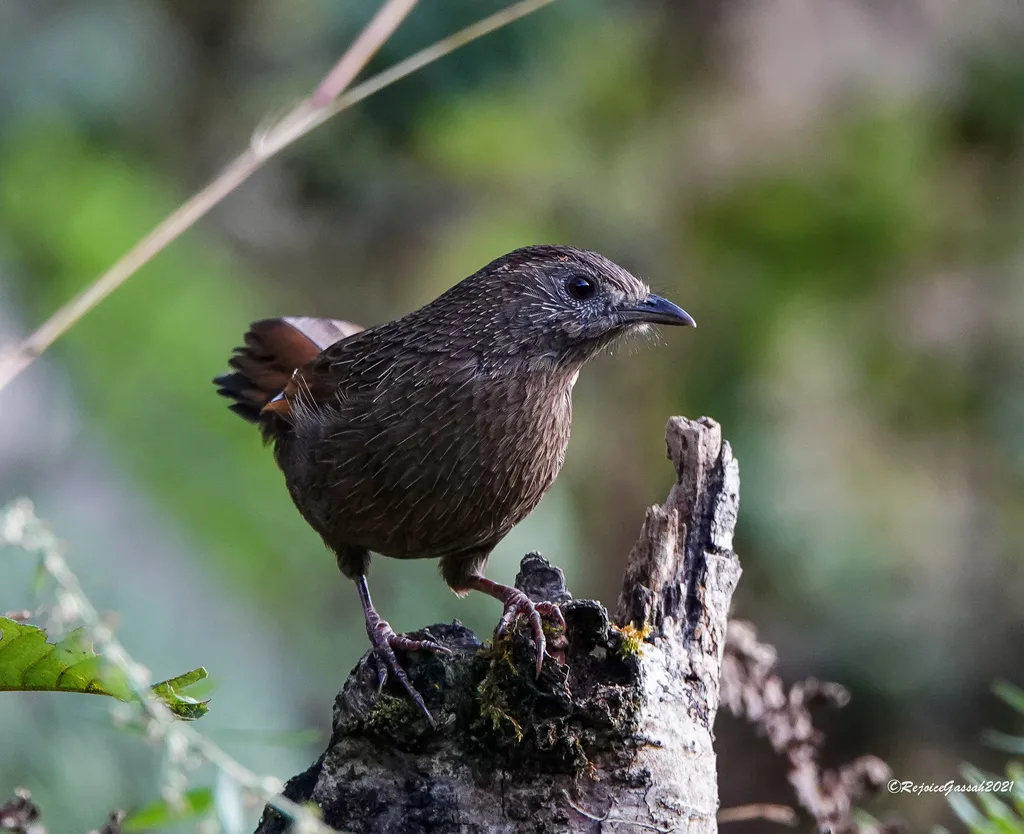 丽星噪鹛(Trochalopteron imbricatum)