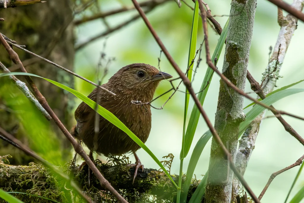 丽星噪鹛(Trochalopteron imbricatum)