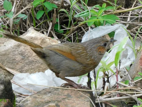 细纹噪鹛