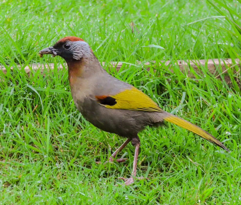 银耳噪鹛(Trochalopteron melanostigma)
