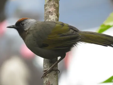 银耳噪鹛