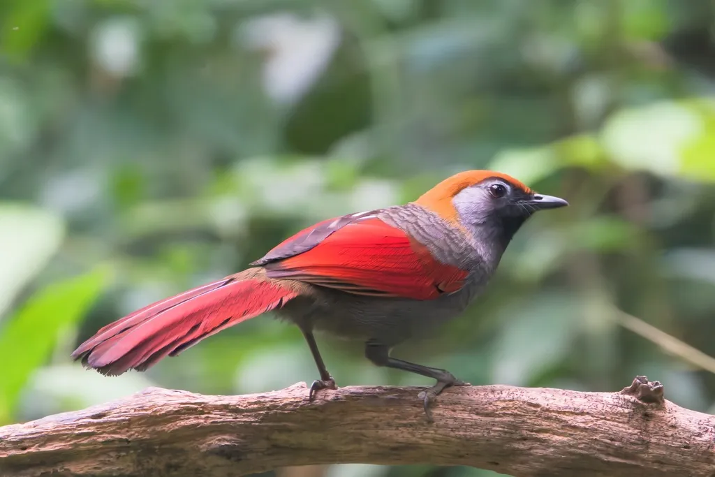 赤尾噪鹛(Trochalopteron milnei)