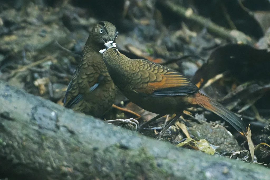 蓝翅噪鹛(Trochalopteron squamatum)