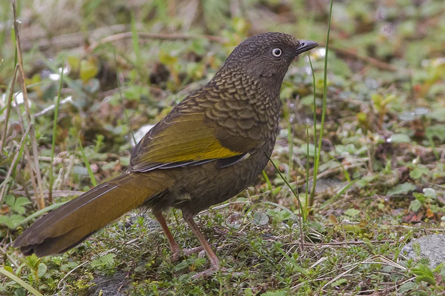 纯色噪鹛(Trochalopteron subunicolor)