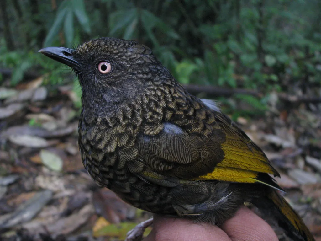 纯色噪鹛(Trochalopteron subunicolor)