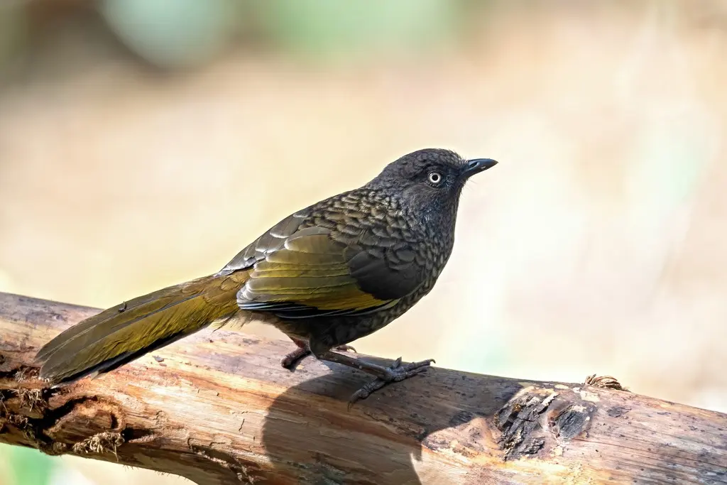 纯色噪鹛(Trochalopteron subunicolor)