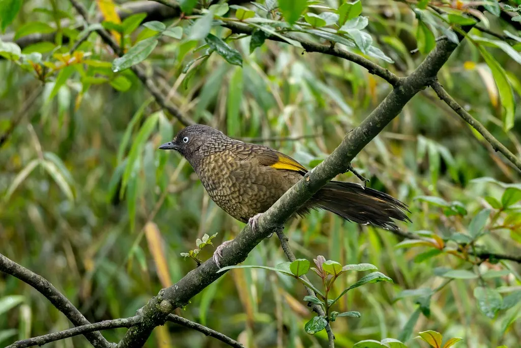 纯色噪鹛(Trochalopteron subunicolor)