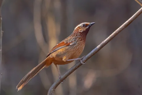 纹耳噪鹛