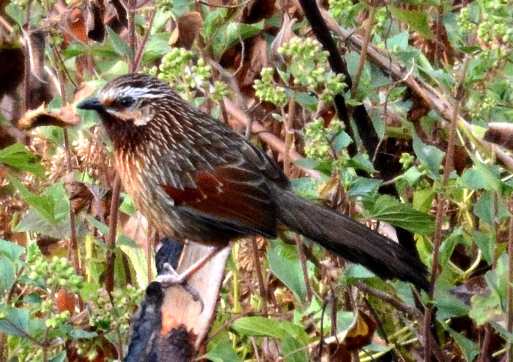 纹耳噪鹛(Trochalopteron virgatum)