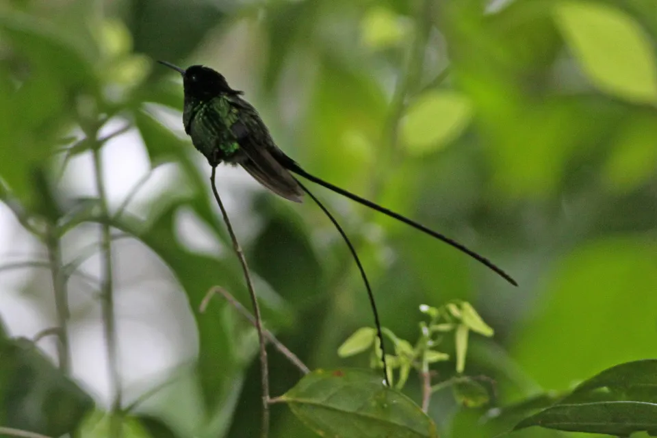 黑嘴长尾蜂鸟(Trochilus scitulus)