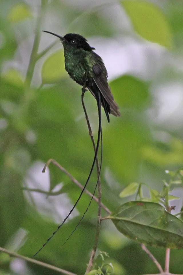 黑嘴长尾蜂鸟(Trochilus scitulus)