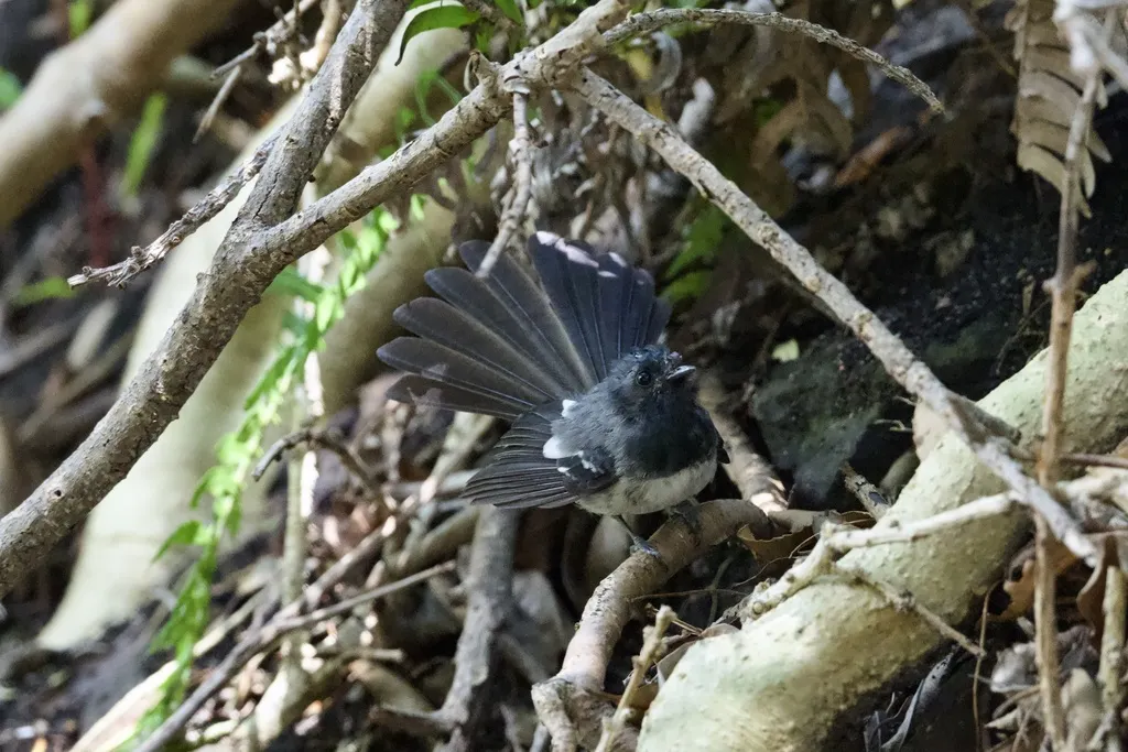 非洲凤头鹟(Trochocercus cyanomelas)