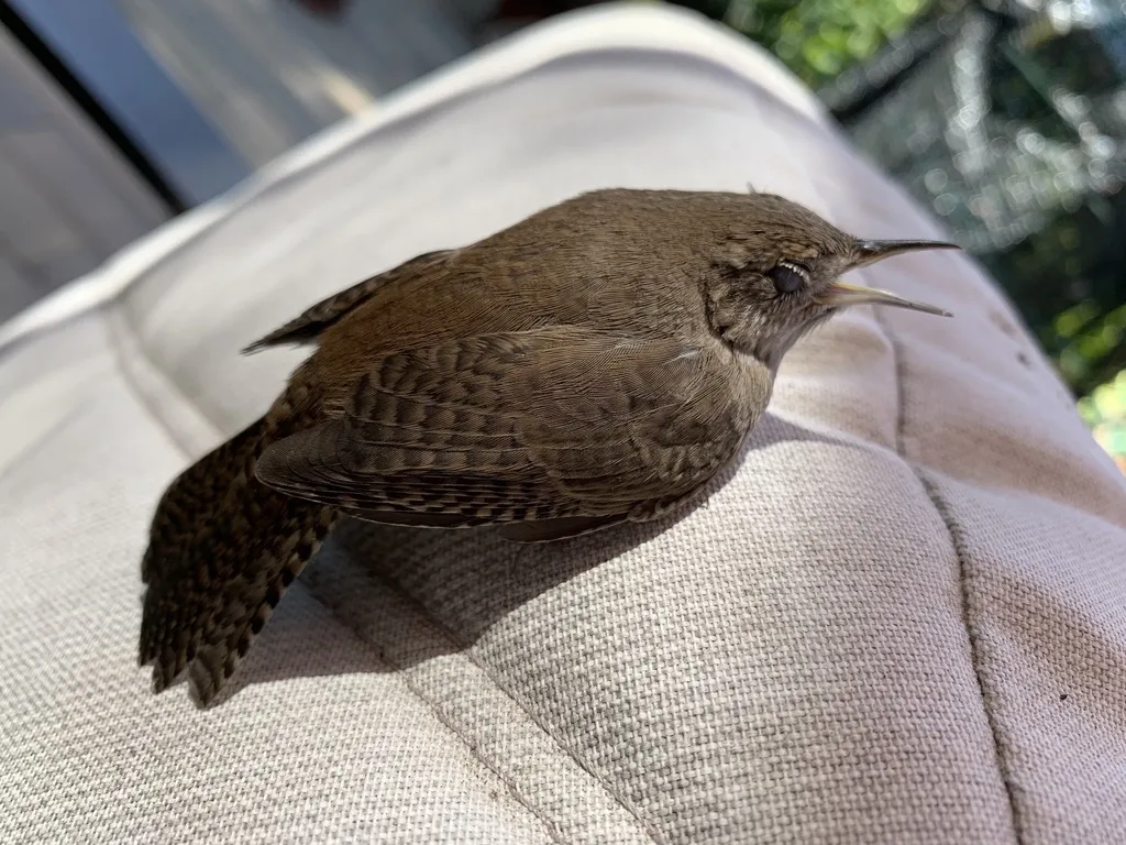 莺鹪鹩(Troglodytes aedon)