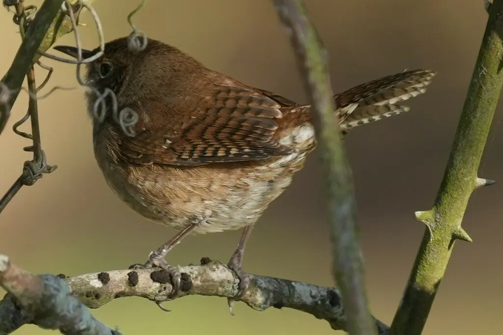 莺鹪鹩(Troglodytes aedon)