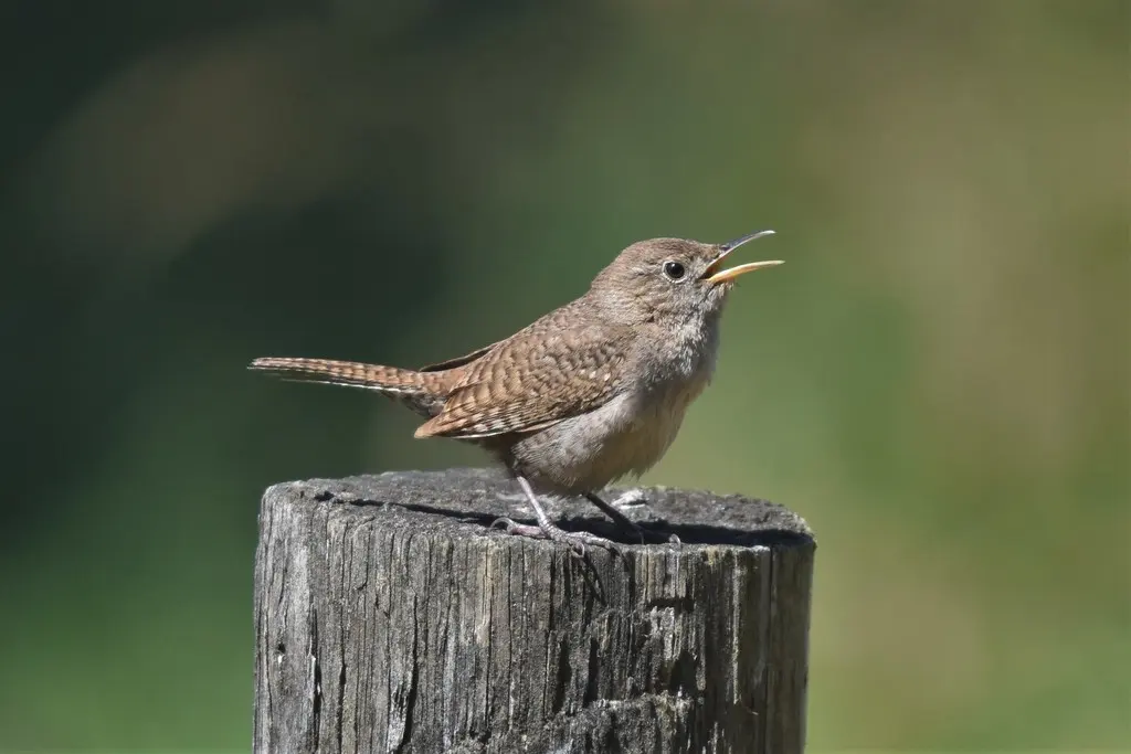 莺鹪鹩(Troglodytes aedon)