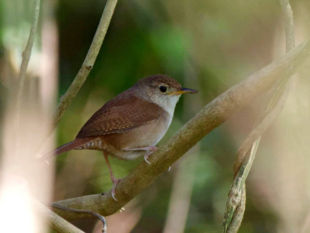 科岛鹪鹩（Troglodytes beani）