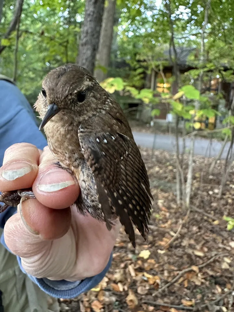 冬鹪鹩(Troglodytes hiemalis)