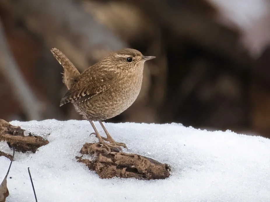 冬鹪鹩(Troglodytes hiemalis)
