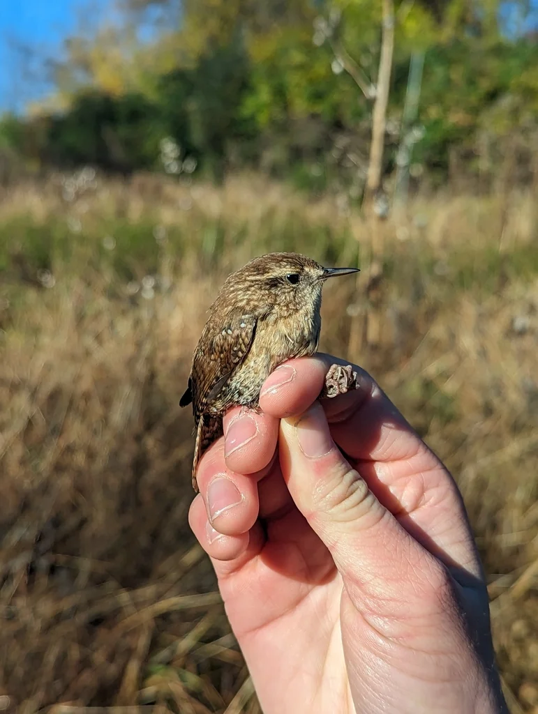 冬鹪鹩(Troglodytes hiemalis)