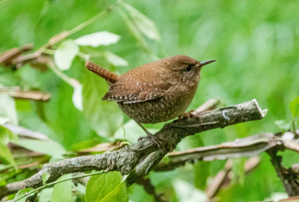 冬鹪鹩(Troglodytes hiemalis)