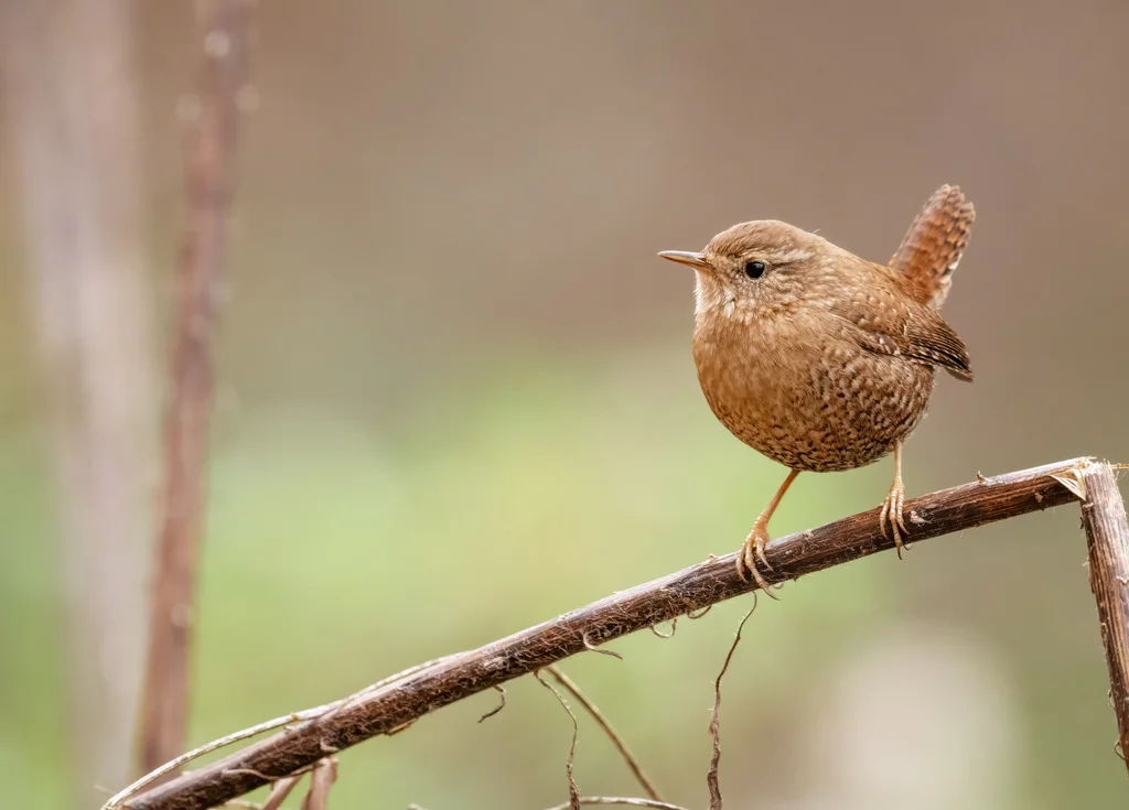 冬鹪鹩(Troglodytes hiemalis)