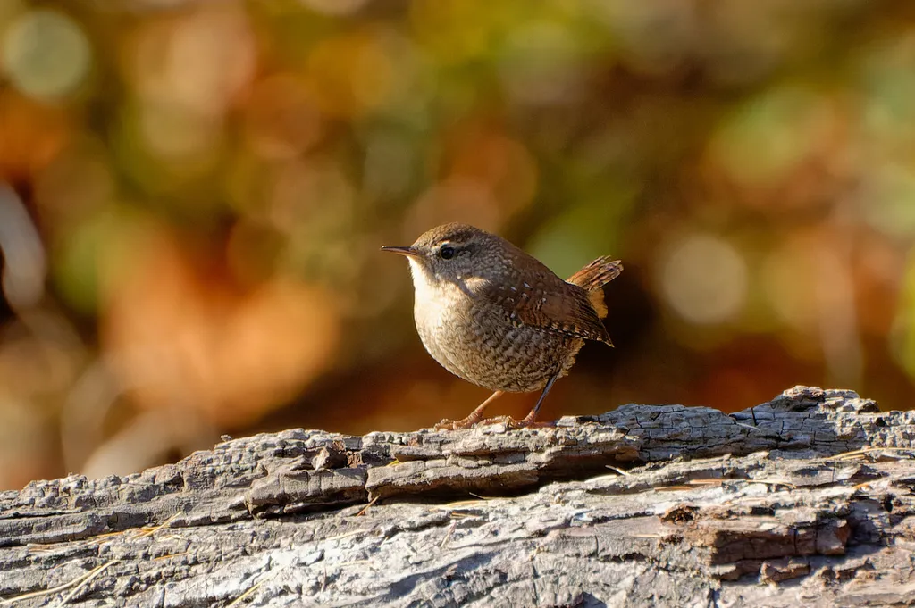 冬鹪鹩(Troglodytes hiemalis)