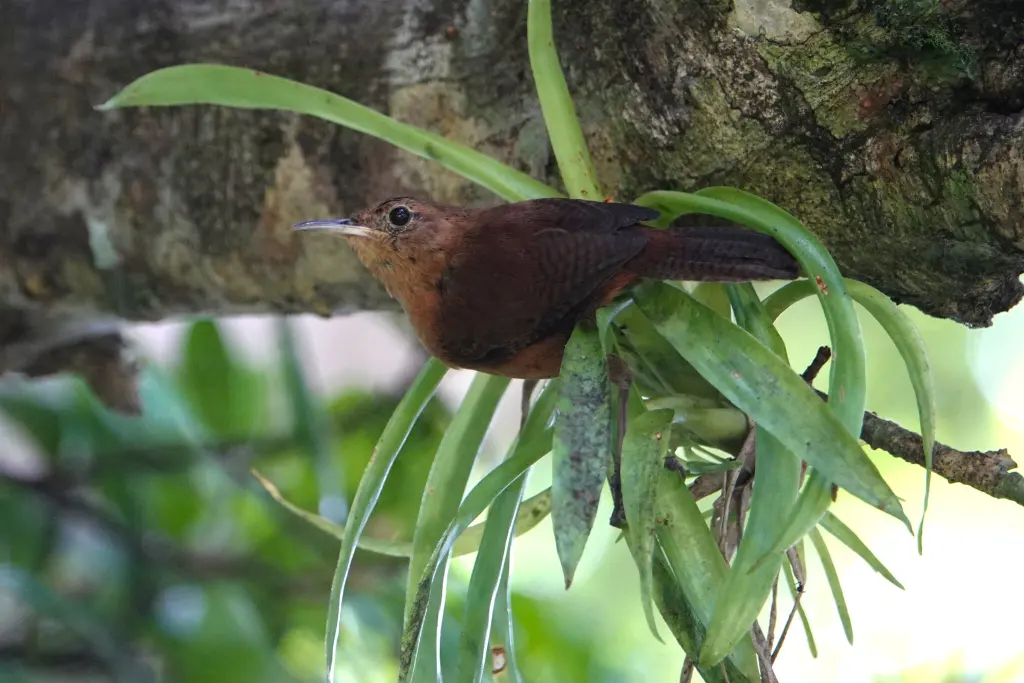 安岛鹪鹩（Troglodytes martinicensis）
