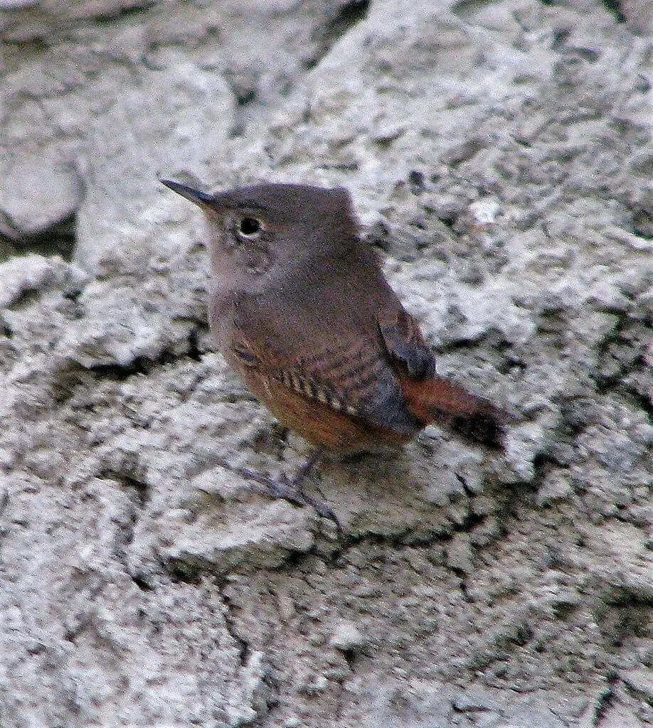 南鹪鹩（Troglodytes musculus）
