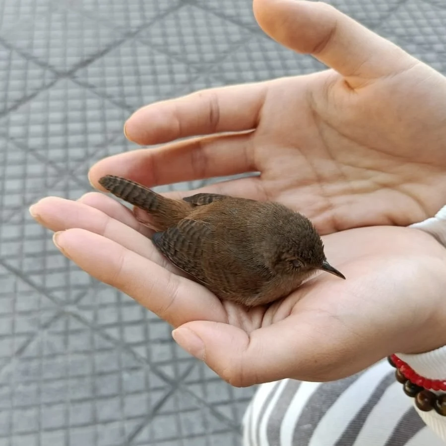 南鹪鹩（Troglodytes musculus）