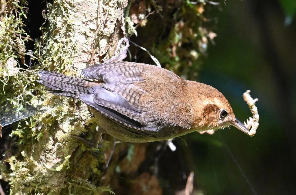 赭鹪鹩(Troglodytes ochraceus)
