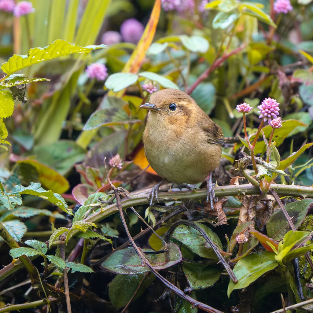 赭鹪鹩(Troglodytes ochraceus)