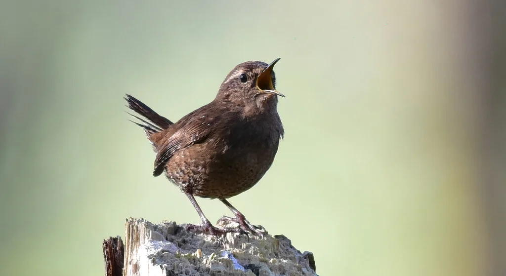 阿拉斯加鹪鹩(Troglodytes pacificus)