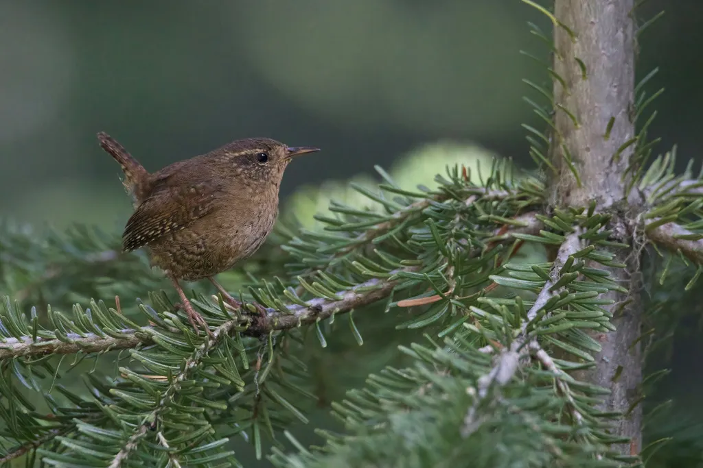 阿拉斯加鹪鹩(Troglodytes pacificus)