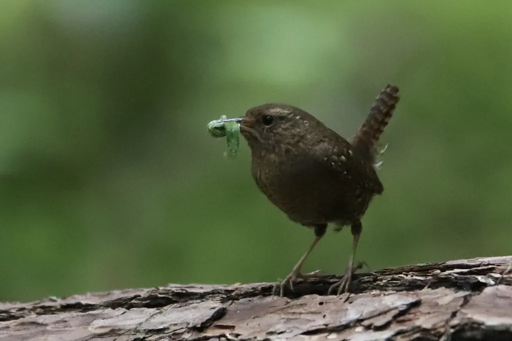 阿拉斯加鹪鹩(Troglodytes pacificus)