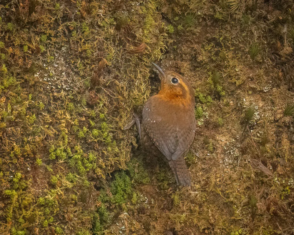 棕眉鹪鹩(Troglodytes rufociliatus)
