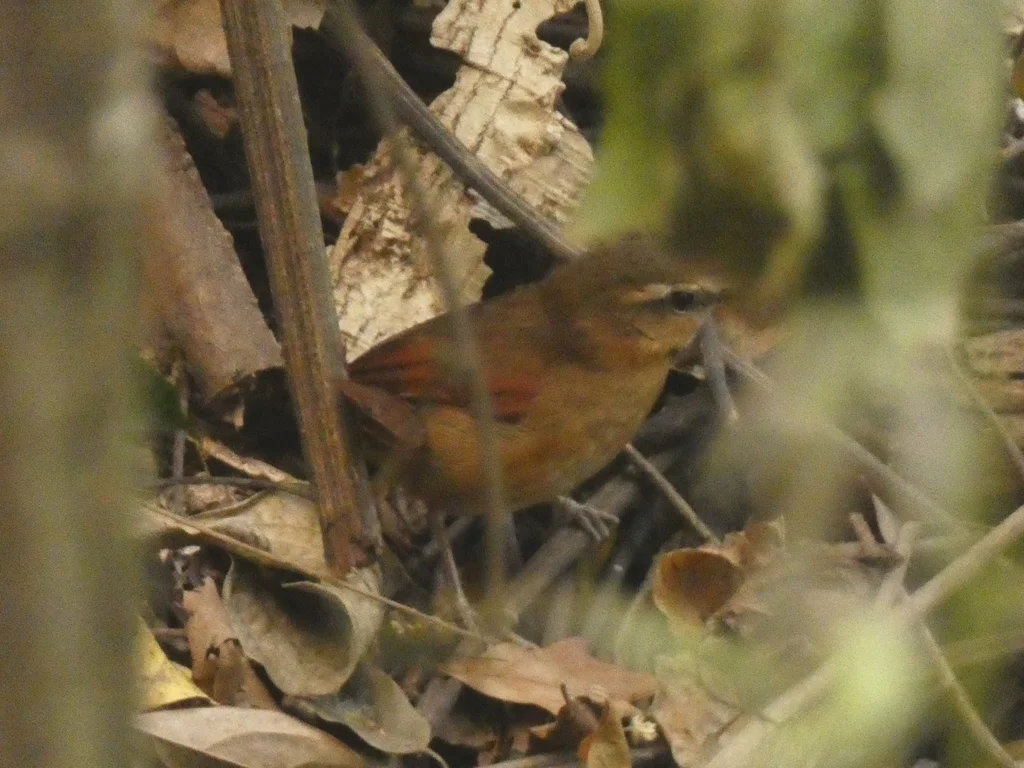 山鹪鹩(Troglodytes solstitialis)