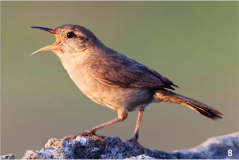 号声鹪鹩(Troglodytes tanneri)