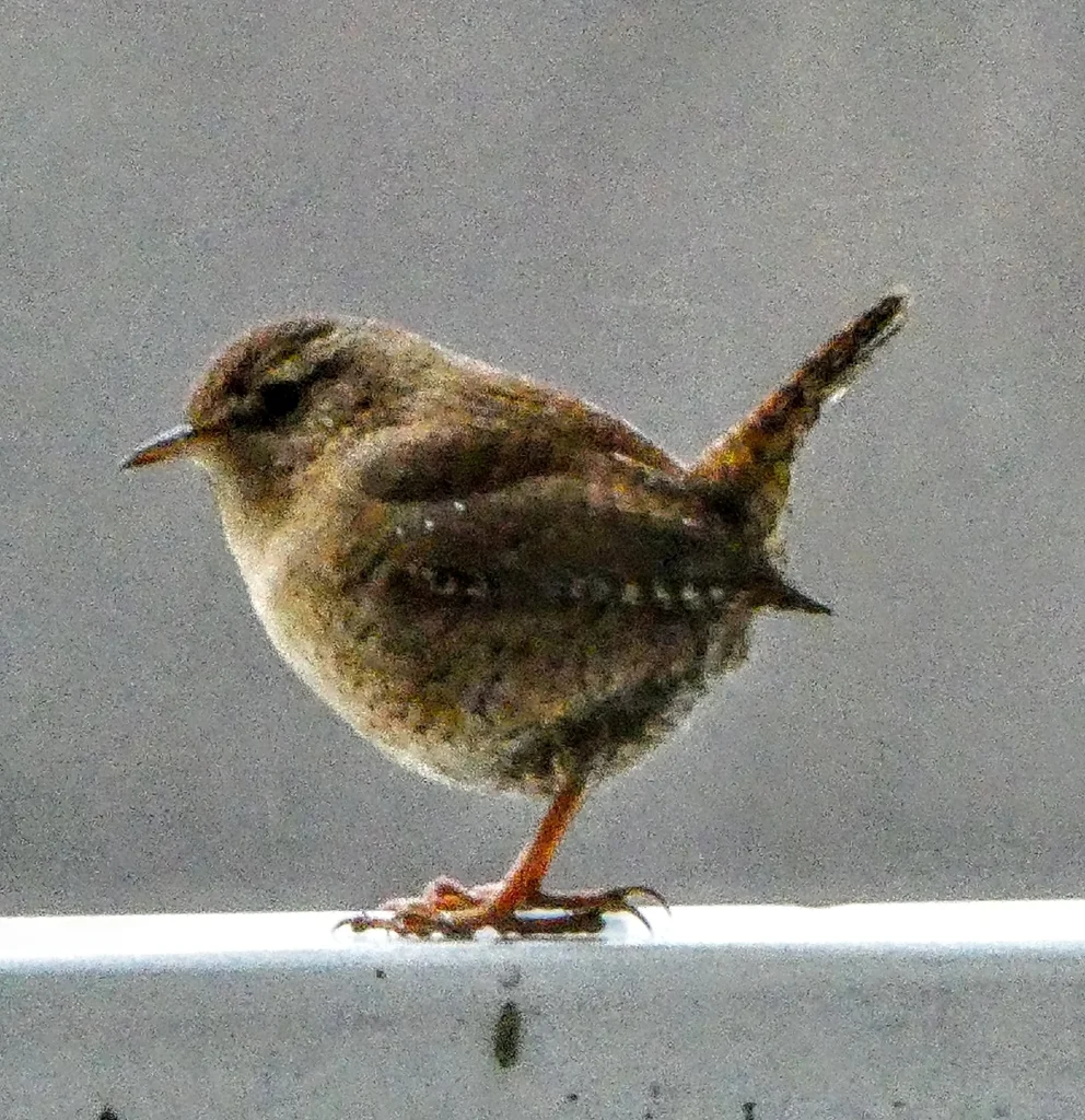 鹪鹩(Troglodytes troglodytes)