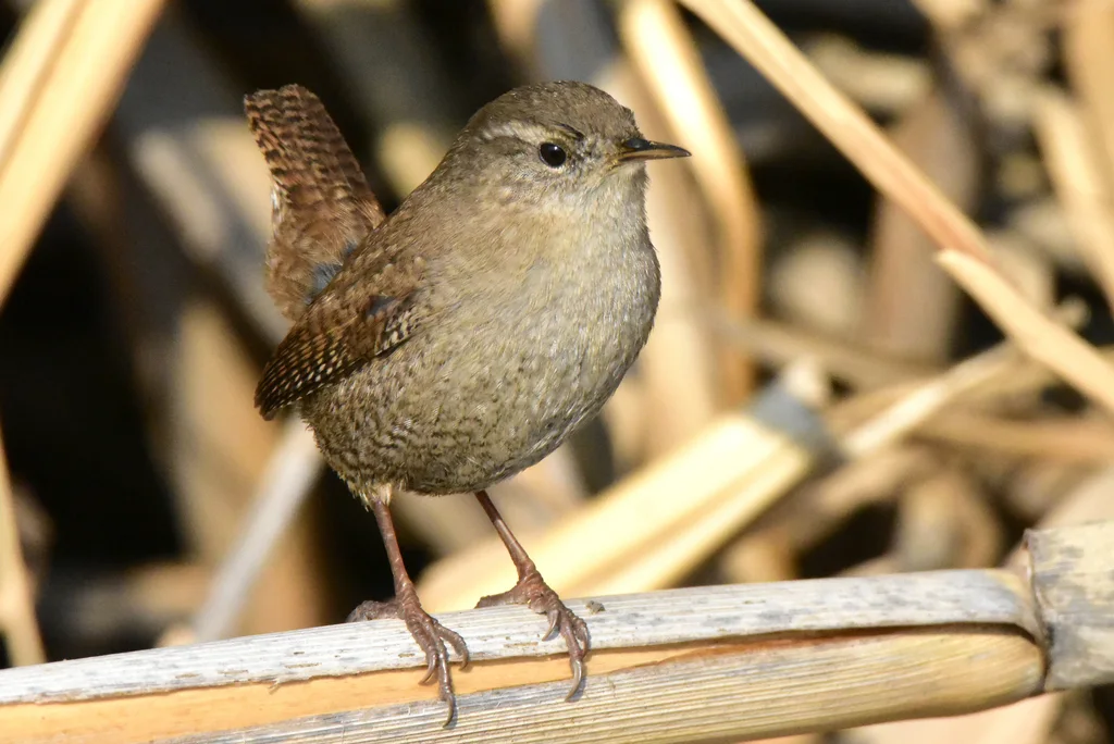 鹪鹩(Troglodytes troglodytes)