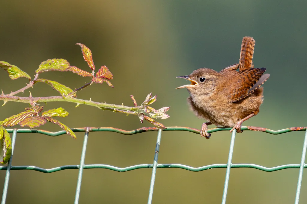 鹪鹩(Troglodytes troglodytes)