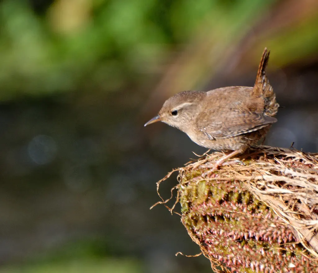 鹪鹩(Troglodytes troglodytes)