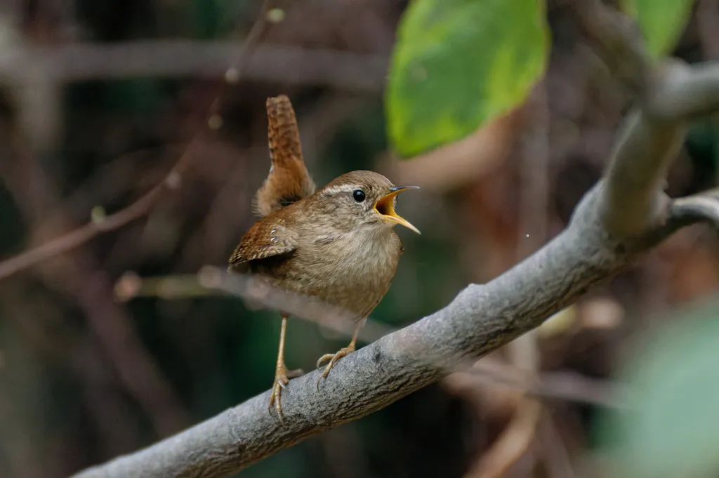 鹪鹩(Troglodytes troglodytes)
