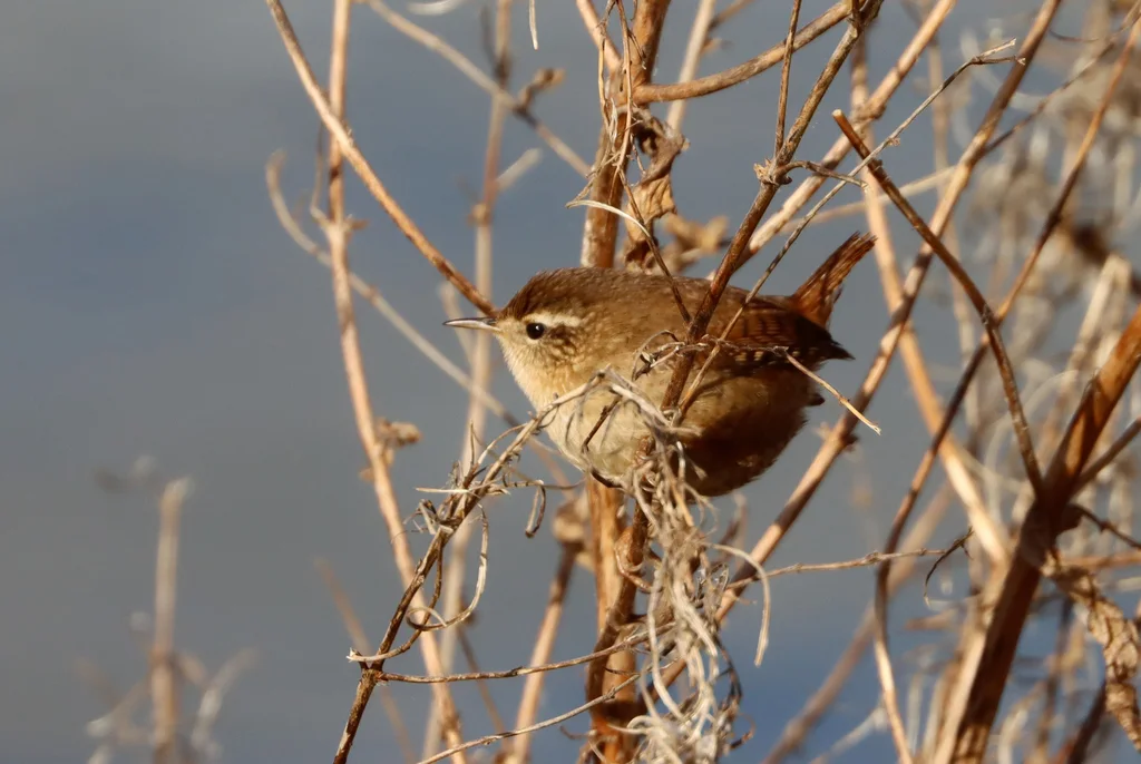 鹪鹩(Troglodytes troglodytes)